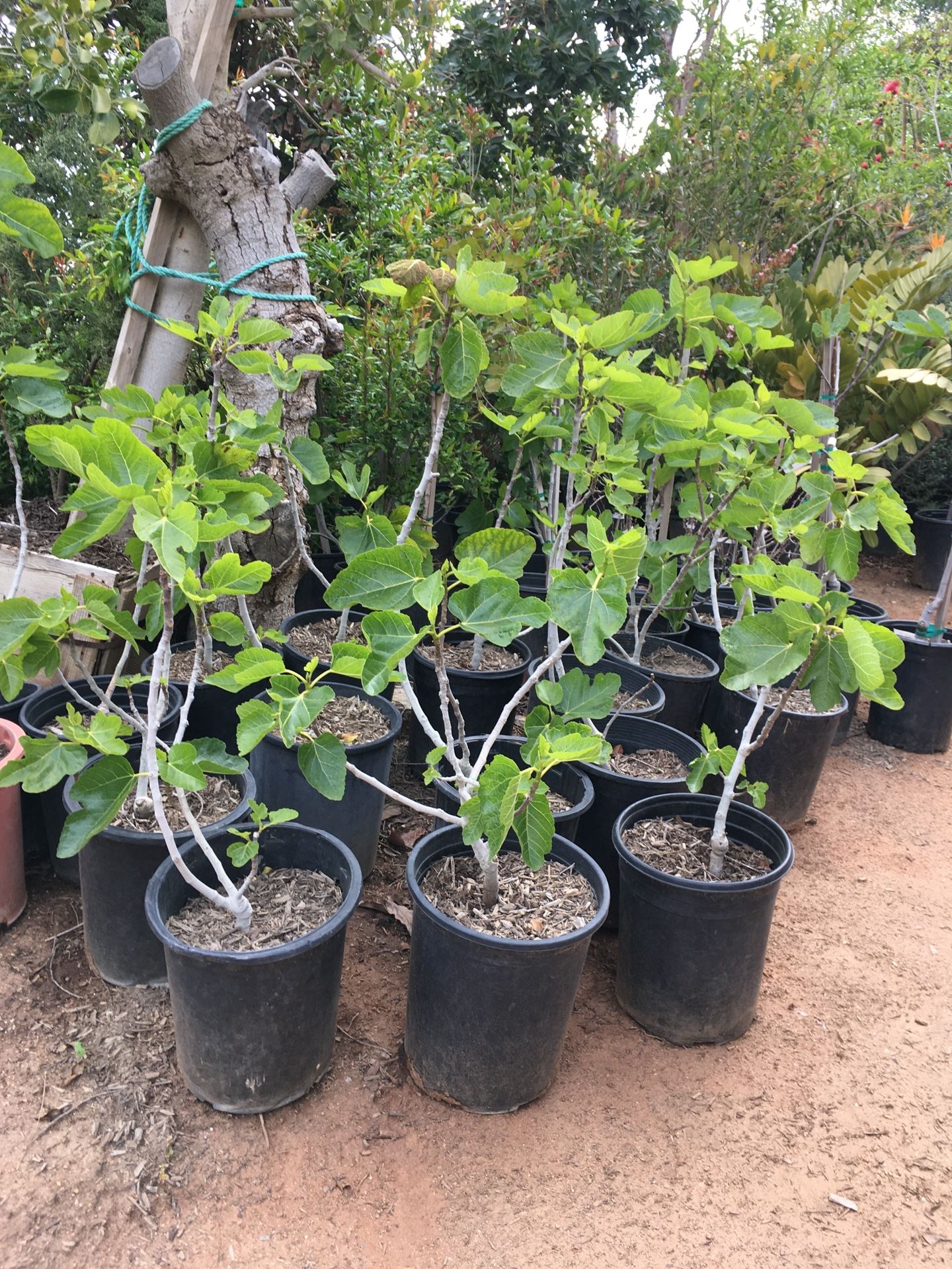 5 Gallon Size- Fig Trees- Plum Trees- Pomegranate Trees- Avocado Trees- Peach Trees- Pear Trees- Apple Trees- Apricot Trees