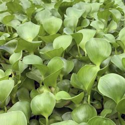 $2 each Hyacinths pond plants