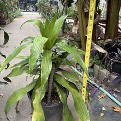 Beautiful Dracaena (Corn Plant) $5