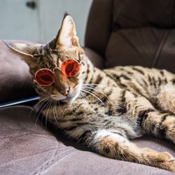 Sunglasses For Small Pet 