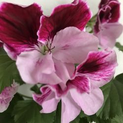 geranium Live Plant Five Available