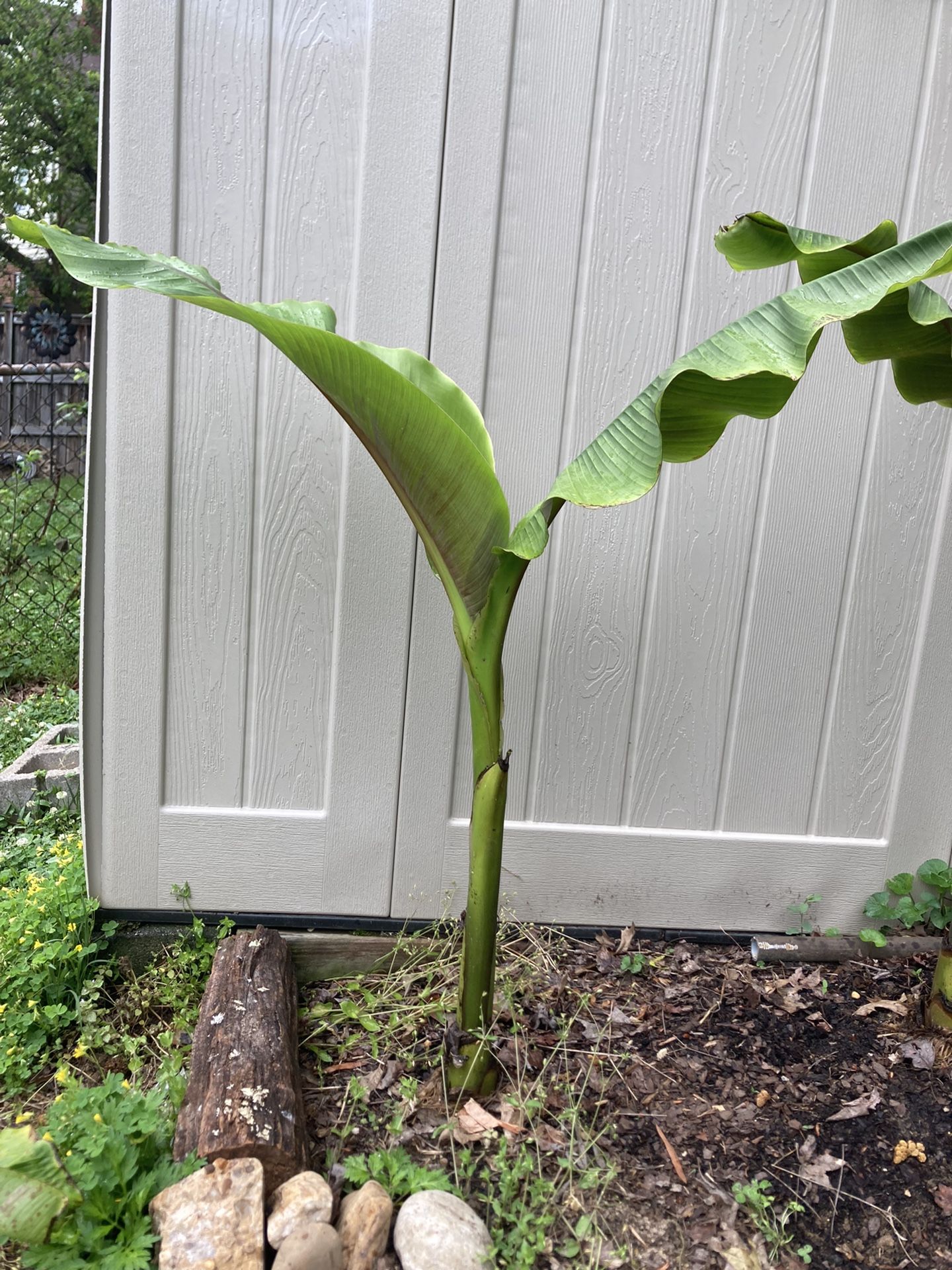 Banana Tree