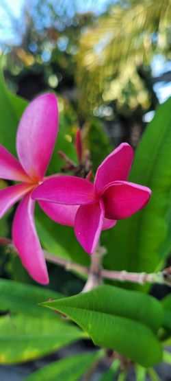 Plumeria Frangipani thin two-tone fushia