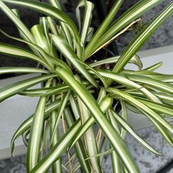Spider Plant 