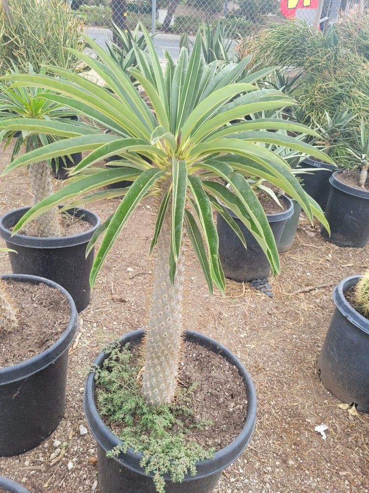 Madagascar Cactus 