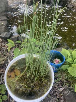 Tadpoles (that are not pictured  