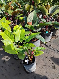 Red & green congo hedges from 7gl $30