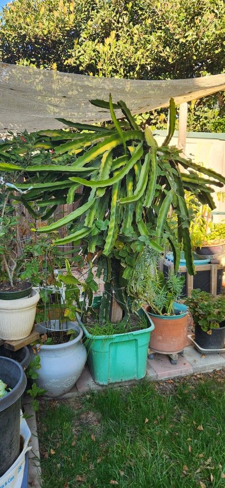 Big Dragon Fruit Tree