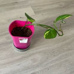 Golden Pothos Plant