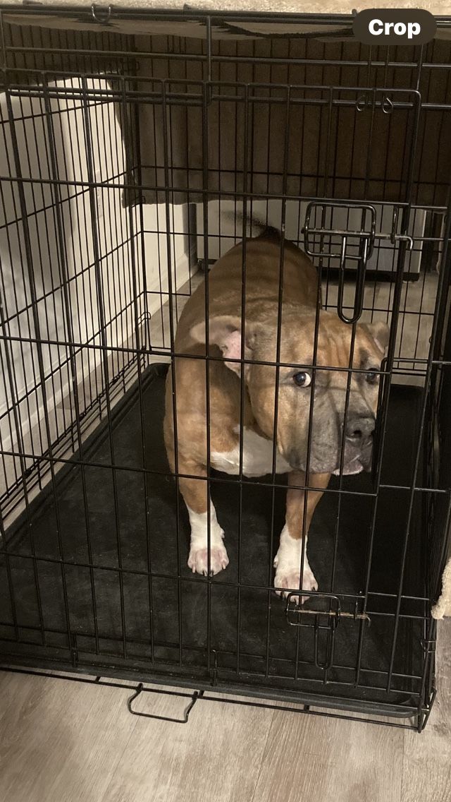 Xl Dog Crate $60