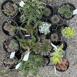Flat Of Succulents 