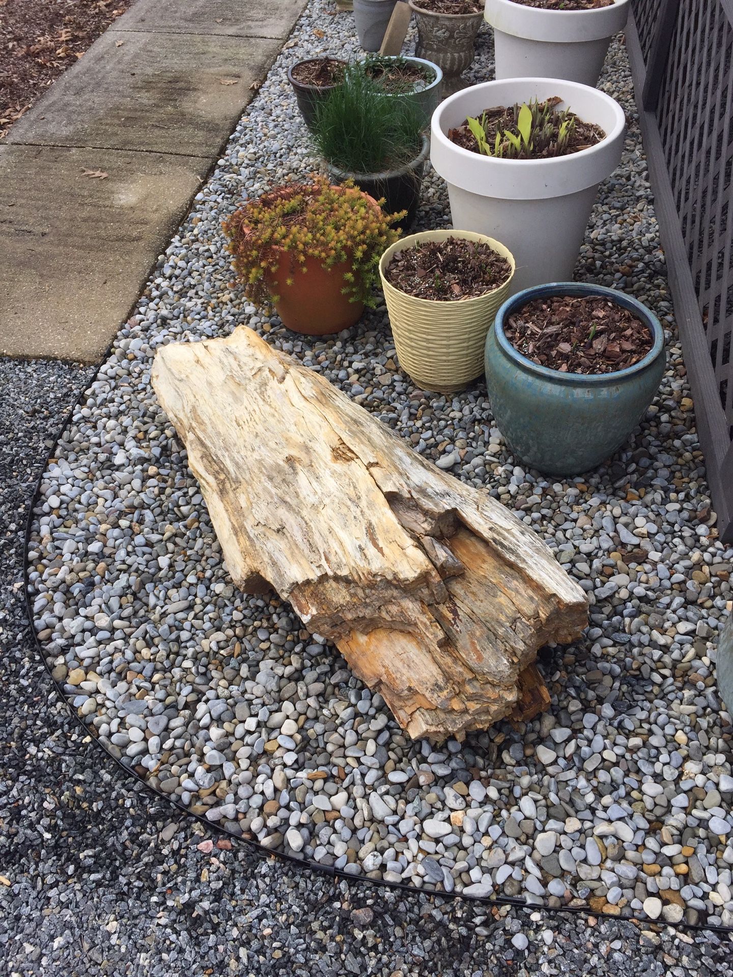 Petrified wood