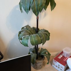 Decor Plant