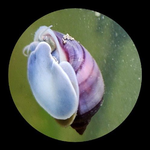 Pomacea Bridgesii (Mystery Snails)