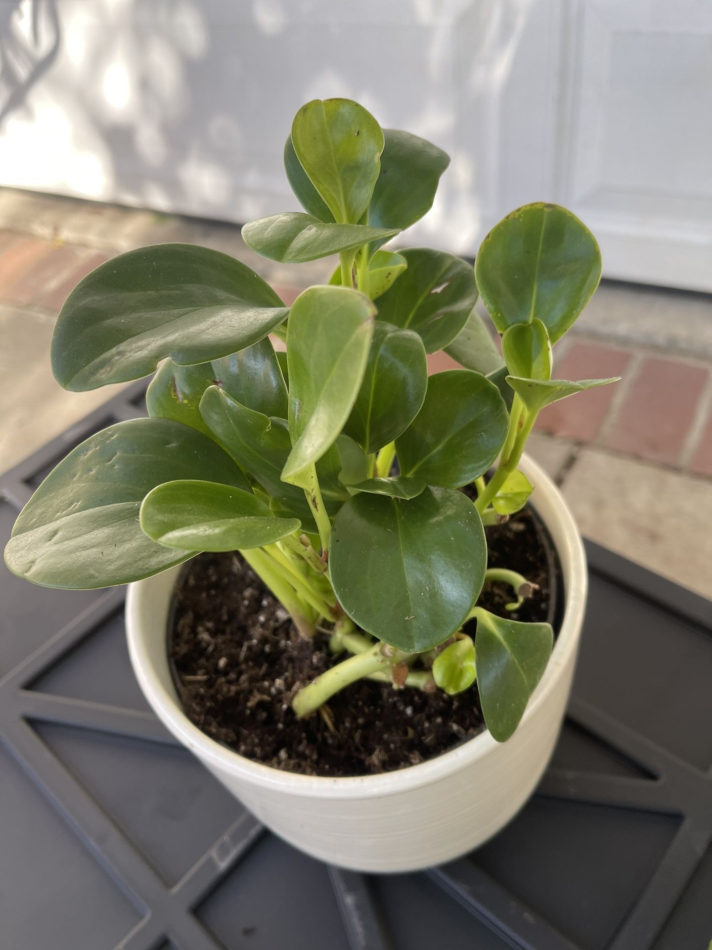 Plant In Ceramic Pot