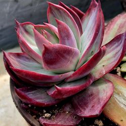 Variegated Echeveria Casio Korean Imported Pick Up In Upland Message 4 Appt.