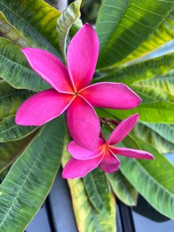 Plumeria cuttings