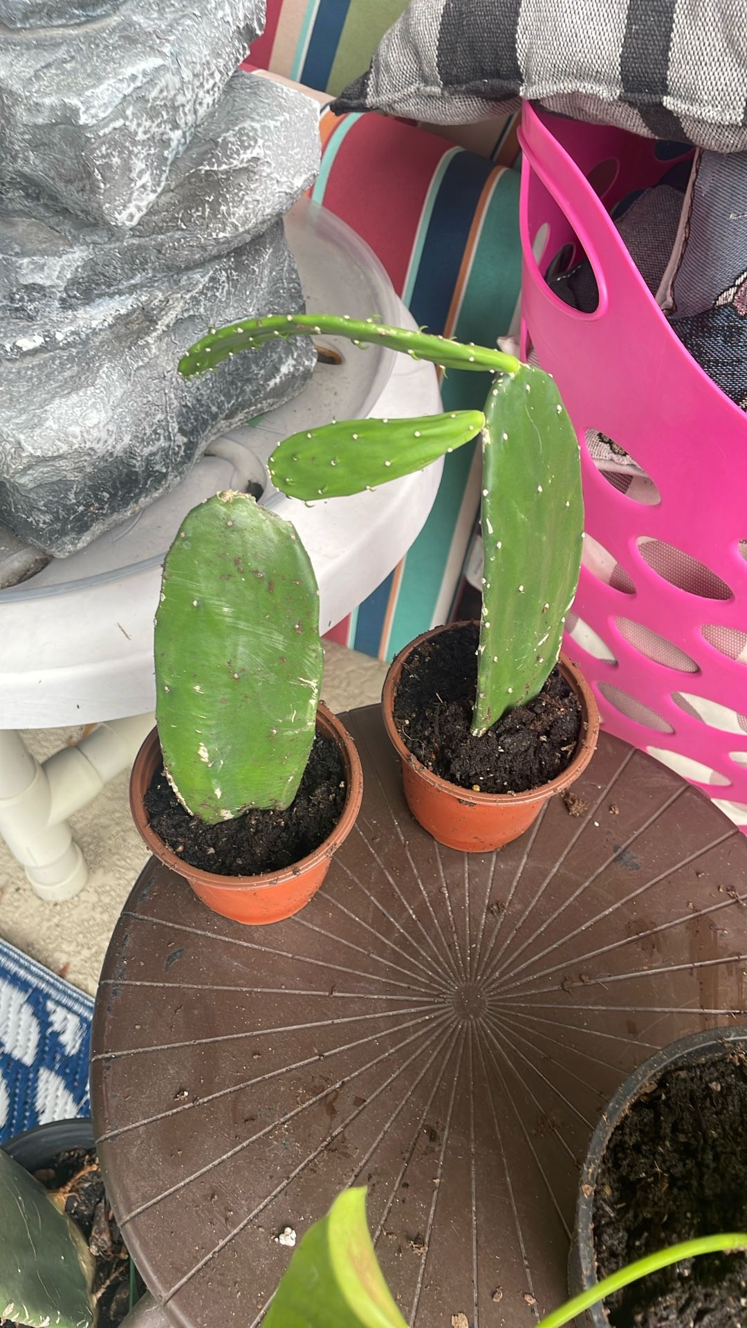 Cactus Plants $2 Each