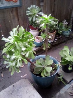 Succulent Plant 🪴 