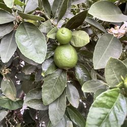 24 G  Mexican  Lemon 