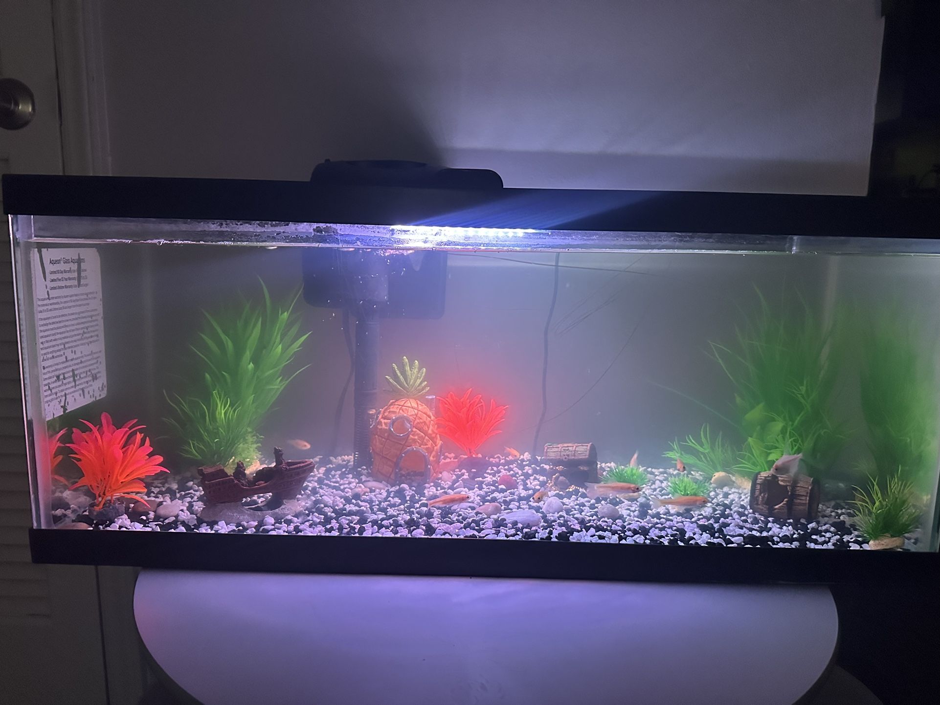 Fish Tank And Everything It Needs
