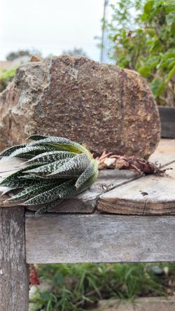 Haworthia / like aloe