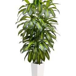6FT Fake Tall Plant Artificial Dracaena Tree