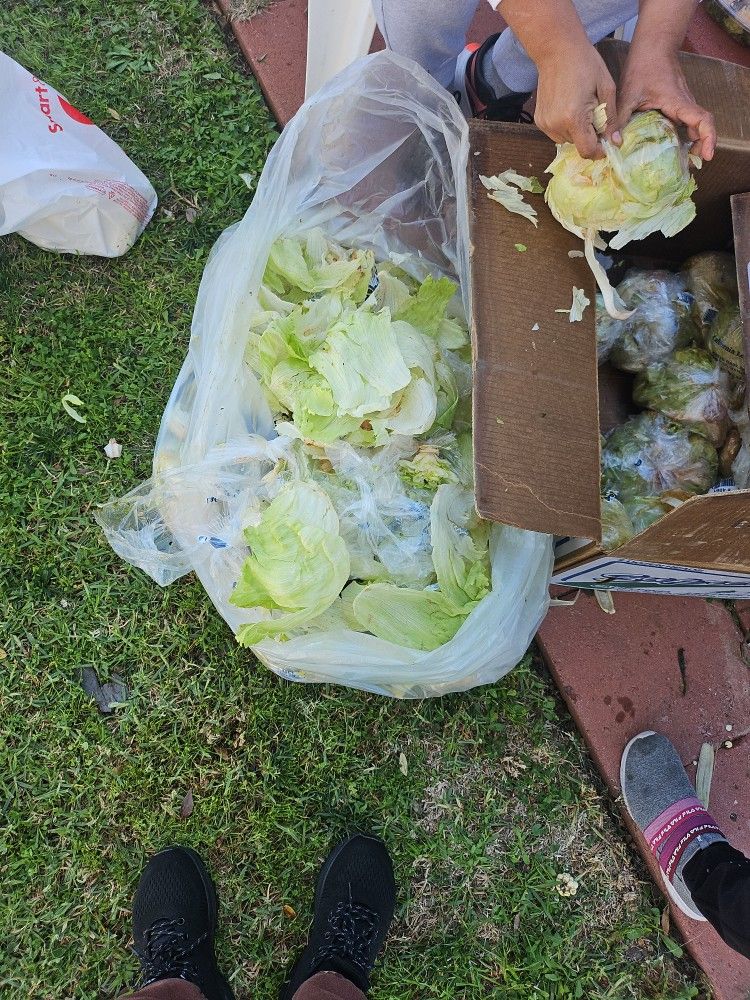 Letuce For Turtle Or Bunny 