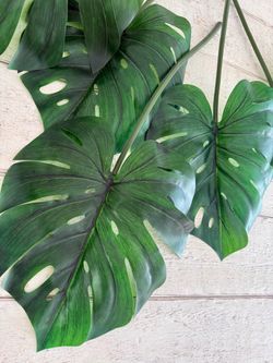 BIG Monstera leaf stem - like new conditions - asking price for each