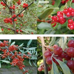 Shepherdia silver  sea buckthorn Plant