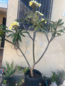 Planta de plumeria color blanco