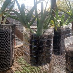 🌱 Lush Aloe Vera – Low-Maintenance, Fast Growing