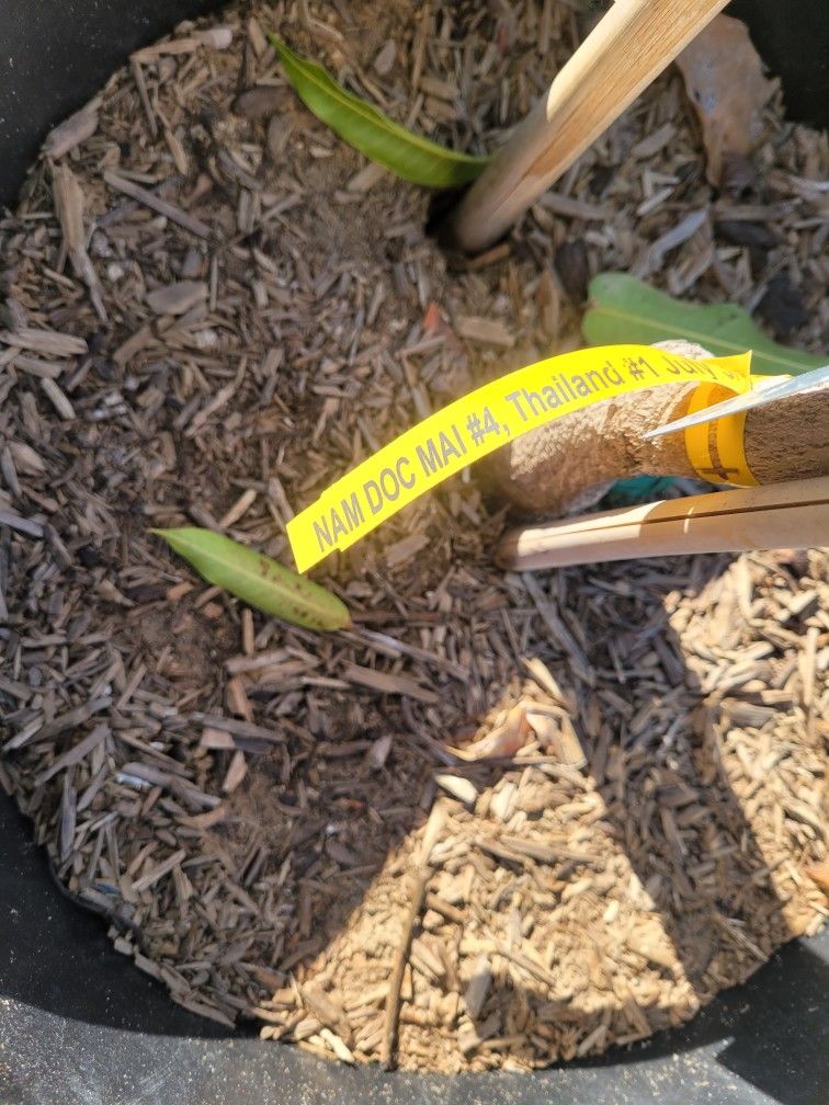 Nam Doc Mai 4 Mango Tree for Sale in Whittier, CA OfferUp