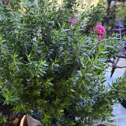 Mirto con flor blanca