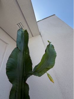 Euphorbia plant