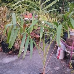 Large Alexander Palm Landscape Plant