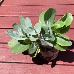 Flapjack plant