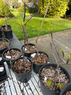 Brown Turkey Fig Plant  (multiple sizes)