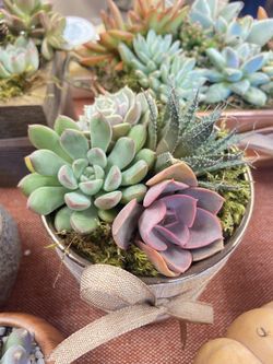 Succulent Arrangements 