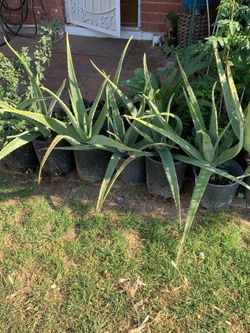 Aloe Vera So Many Plants available for sale