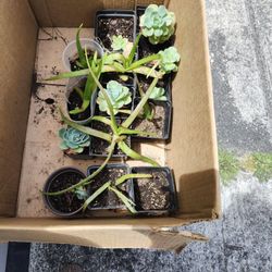 PLANTS