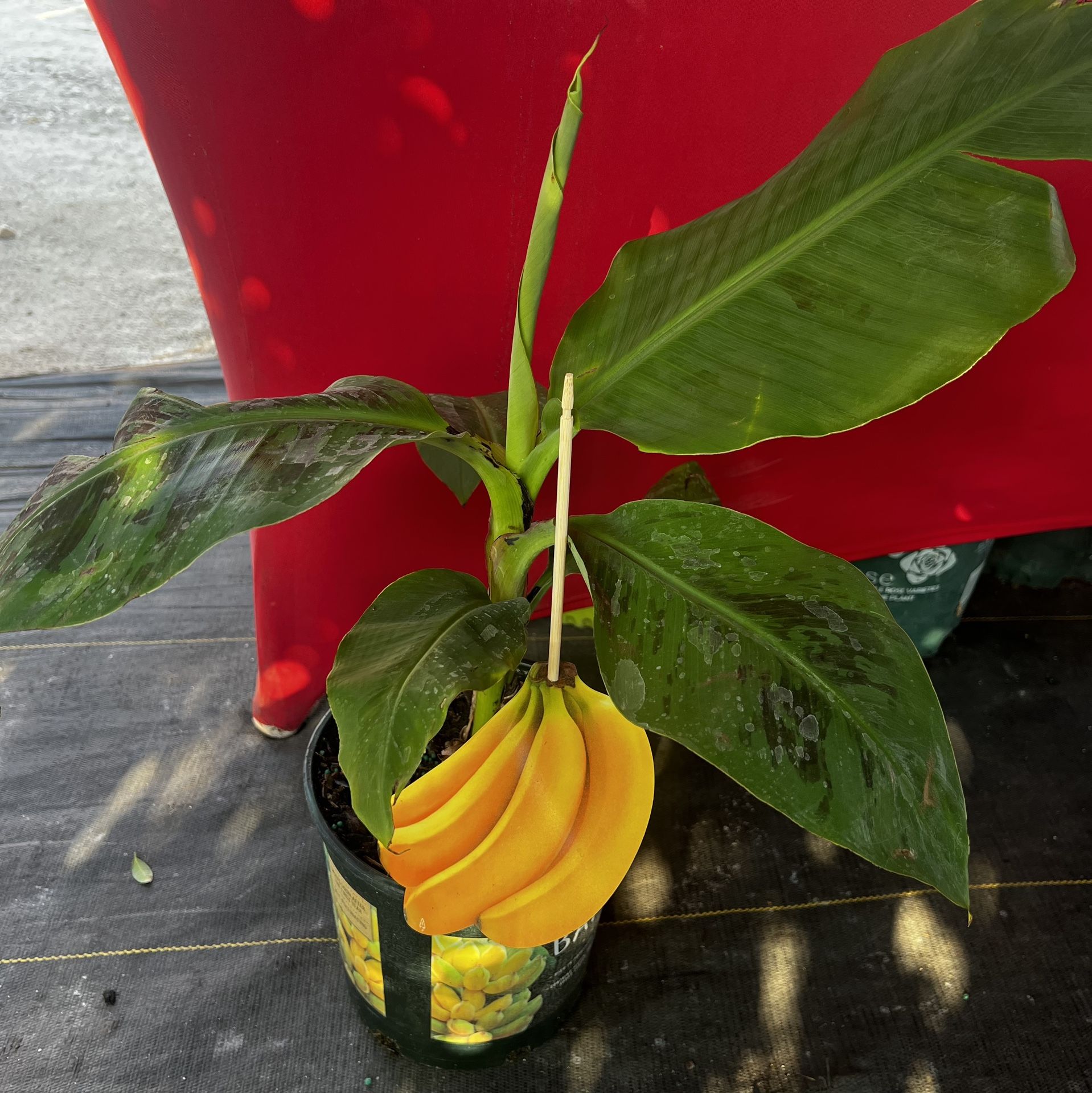 Dwarf Cavendish Banana Plant (Planta Enana De Guineo)