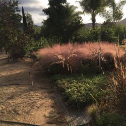 ***One Gallon Plants *** grasses - sage- salvia- Lantana***