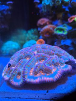Fake coral decorations