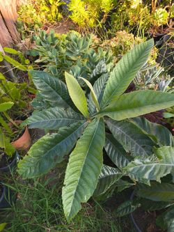 Nisperos tree ( loquat tree)