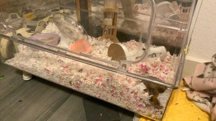 Hamster or mouse cage $10 need gone asap