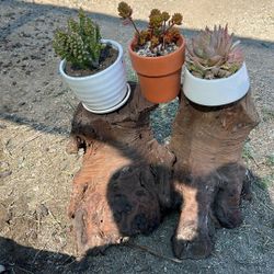 Plants And Log Stand