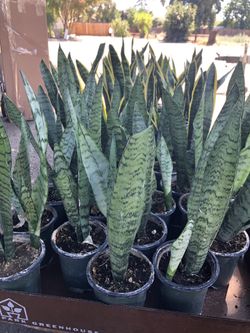 Snake plant in 4 in pot