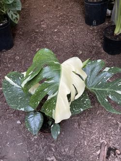 philodendron red moon 4
