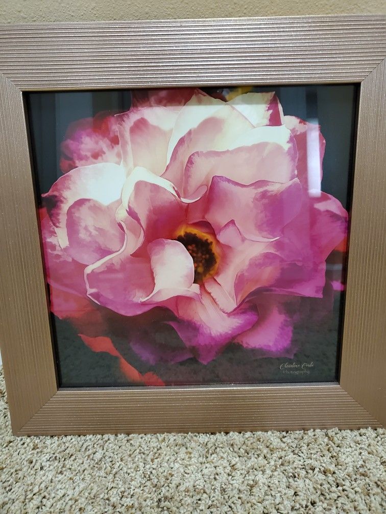 Framed Rose 